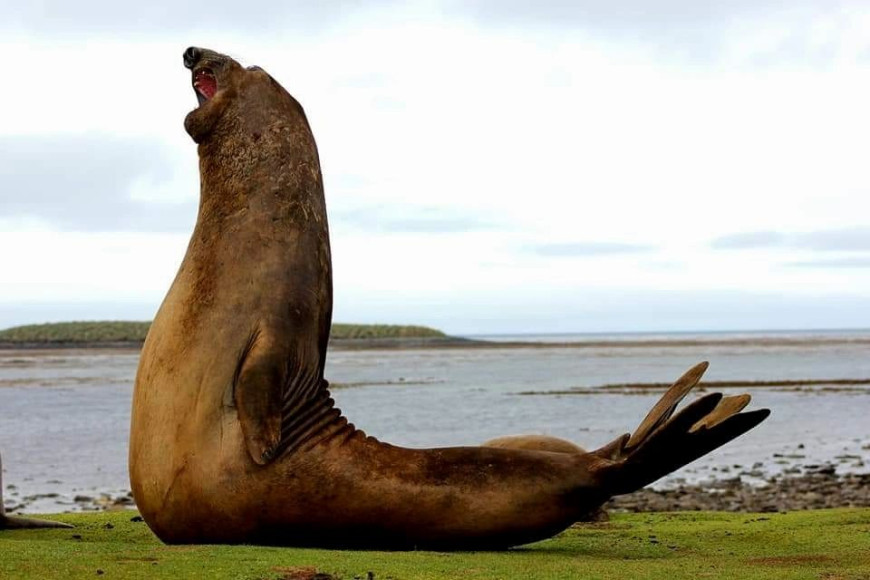 tours in falkland islands